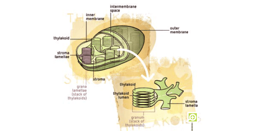 Schematic representation of the overall organisation of the membranes in the chloroplast. The chloroplast of higher plants is surrounded by inner and outer membranes. Light energy is fixed in the thylakoids. Carbon fixation (the production of the sugar) occurs in the stroma, the space in the chloroplast outside the thylakoids.